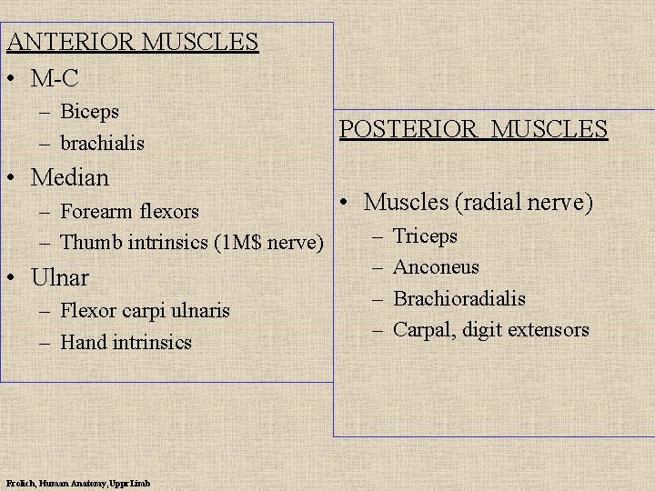 ANTERIOR MUSCLES • M-C – Biceps – brachialis • Median POSTERIOR MUSCLES • Muscles