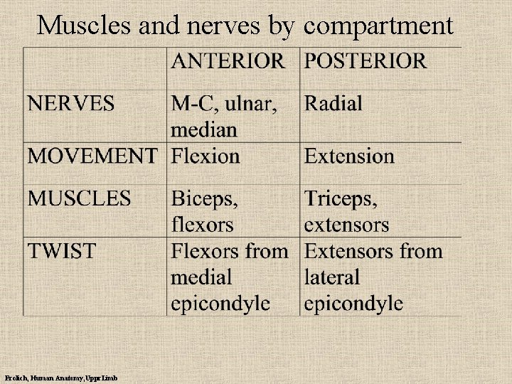 Muscles and nerves by compartment Frolich, Human Anatomy, Uppr. Limb 