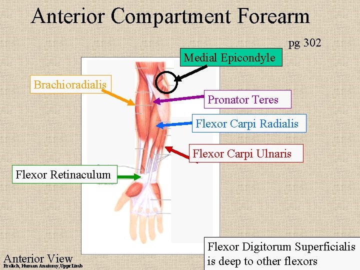Anterior Compartment Forearm pg 302 Medial Epicondyle Brachioradialis Pronator Teres Flexor Carpi Radialis Flexor