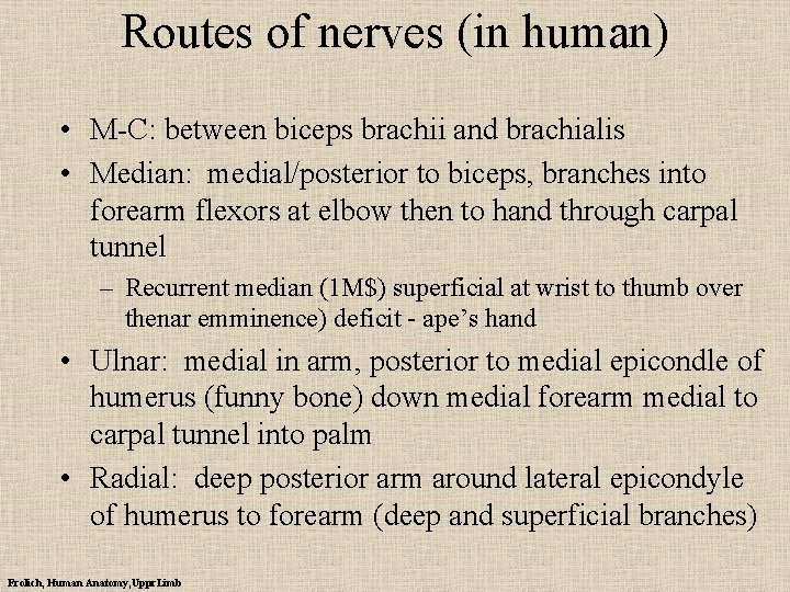 Routes of nerves (in human) • M-C: between biceps brachii and brachialis • Median: