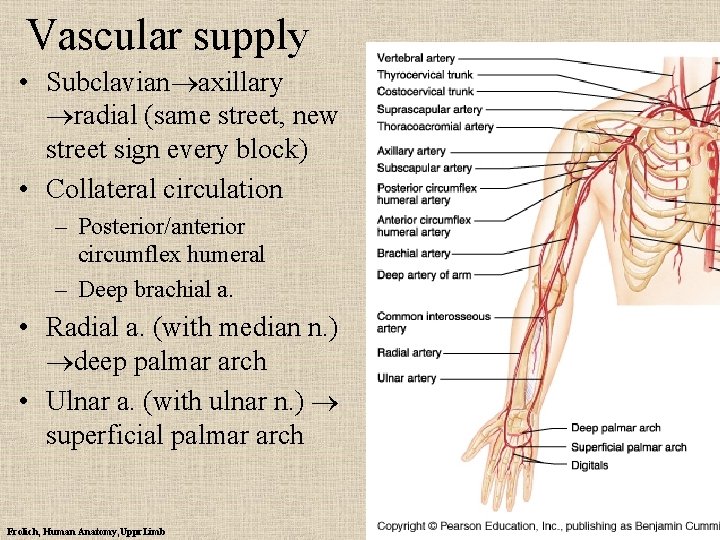 Vascular supply • Subclavian axillary radial (same street, new street sign every block) •
