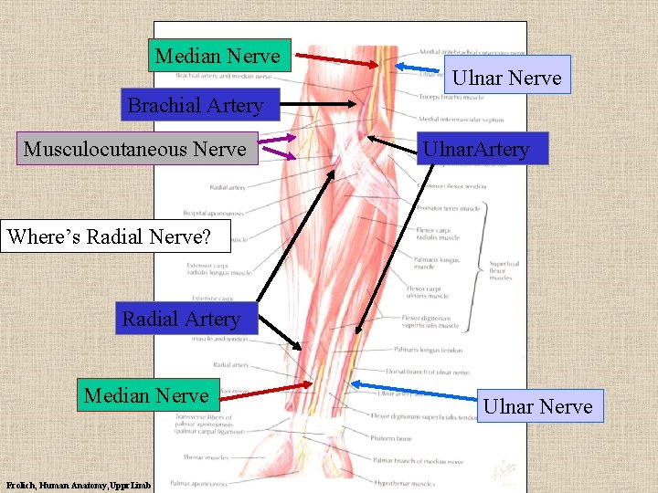 Median Nerve Ulnar Nerve Brachial Artery Musculocutaneous Nerve Ulnar. Artery Where’s Radial Nerve? Radial