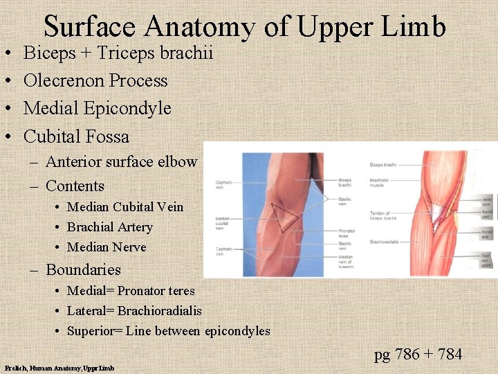  • • Surface Anatomy of Upper Limb Biceps + Triceps brachii Olecrenon Process