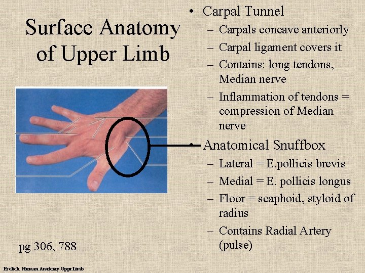 Surface Anatomy of Upper Limb • Carpal Tunnel – Carpals concave anteriorly – Carpal