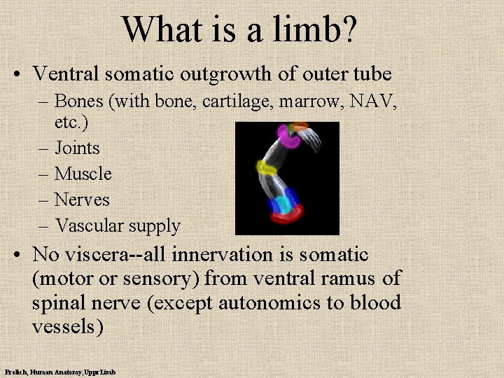 What is a limb? • Ventral somatic outgrowth of outer tube – Bones (with