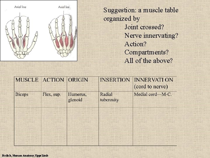 Suggestion: a muscle table organized by Joint crossed? Nerve innervating? Action? Compartments? All of