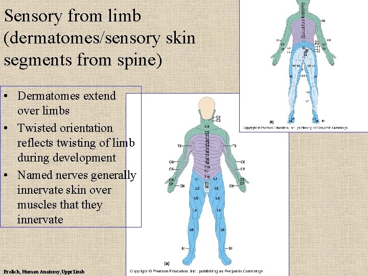 Sensory from limb (dermatomes/sensory skin segments from spine) • Dermatomes extend over limbs •