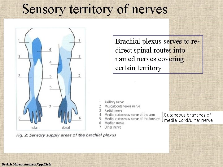 Sensory territory of nerves Brachial plexus serves to redirect spinal routes into named nerves