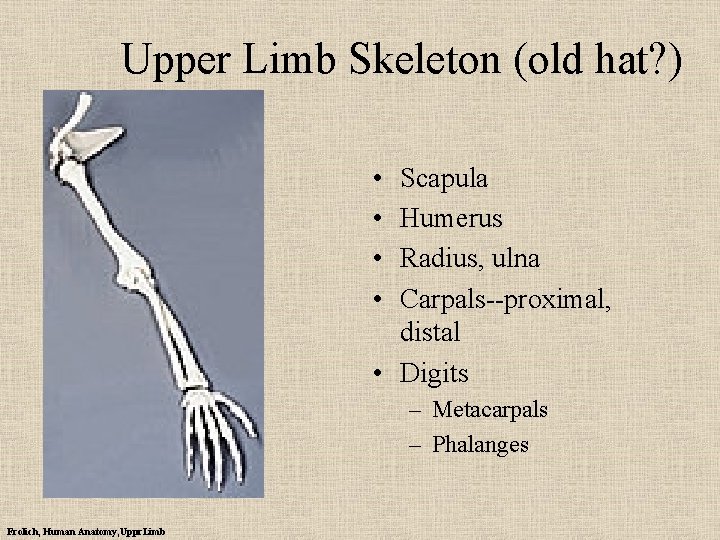 Upper Limb Skeleton (old hat? ) • • Scapula Humerus Radius, ulna Carpals--proximal, distal