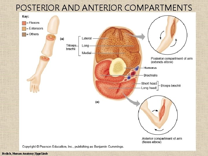 POSTERIOR AND ANTERIOR COMPARTMENTS Frolich, Human Anatomy, Uppr. Limb 