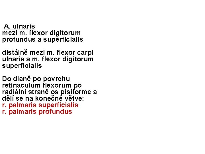 A. ulnaris mezi m. flexor digitorum profundus a superficialis distálně mezi m. flexor carpi