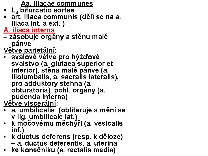 Aa. iliacae communes § L 4 bifurcatio aortae § art. iliaca communis (dělí se