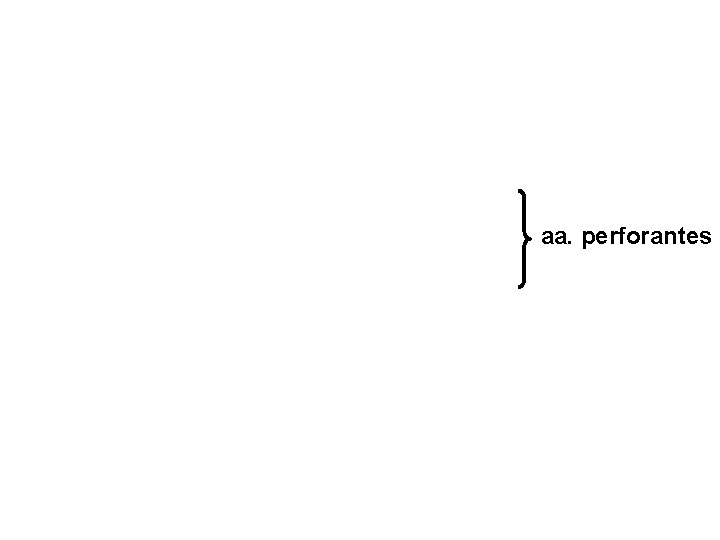 aa. perforantes 