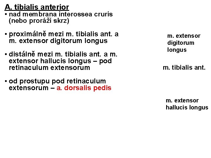 A. tibialis anterior • nad membrana interossea cruris (nebo proráží skrz) • proximálně mezi