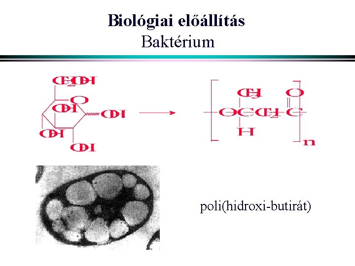 Biológiai előállítás Baktérium poli(hidroxi-butirát) 