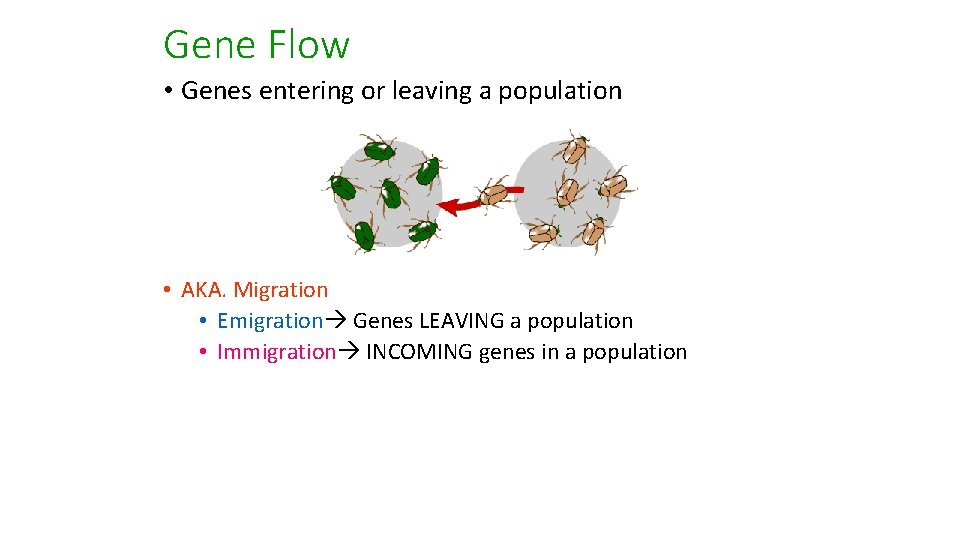 Gene Flow • Genes entering or leaving a population • AKA. Migration • Emigration