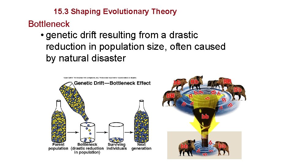 Evolution 15. 3 Shaping Evolutionary Theory Bottleneck • genetic drift resulting from a drastic