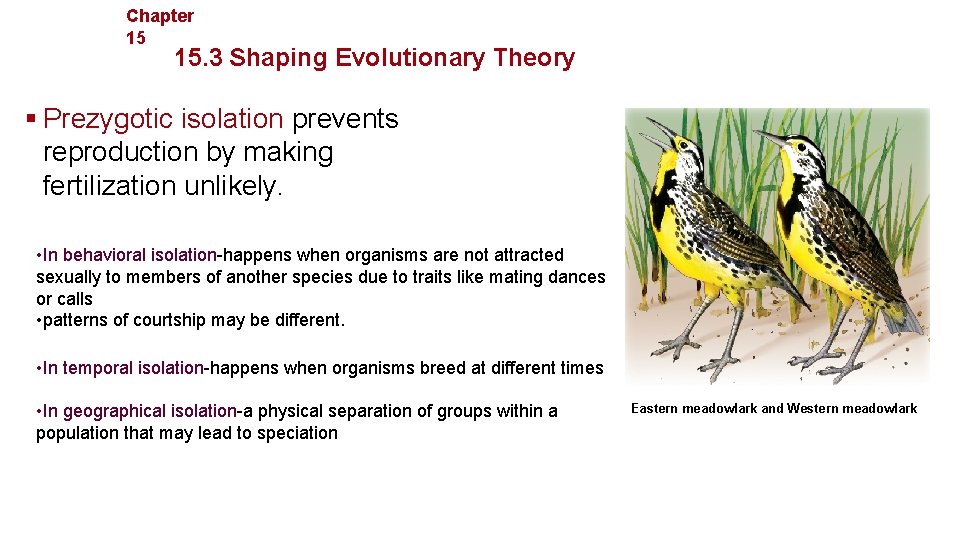 Chapter 15 Evolution 15. 3 Shaping Evolutionary Theory § Prezygotic isolation prevents reproduction by