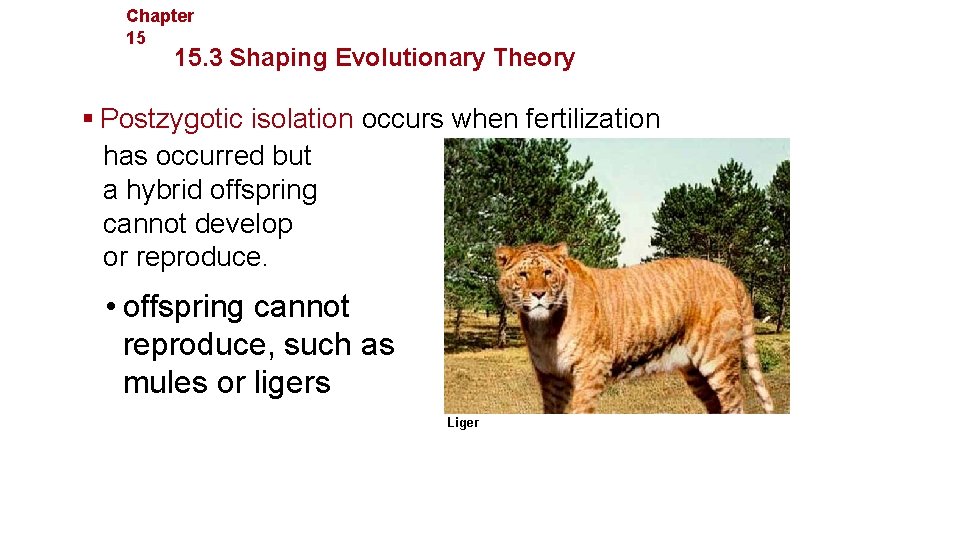 Chapter 15 Evolution 15. 3 Shaping Evolutionary Theory § Postzygotic isolation occurs when fertilization