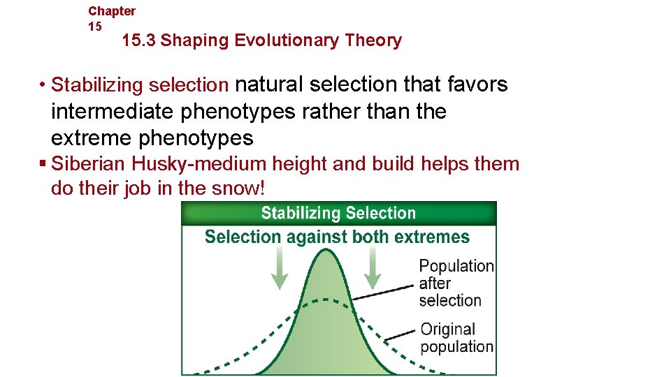 Chapter 15 Evolution 15. 3 Shaping Evolutionary Theory • Stabilizing selection natural selection that