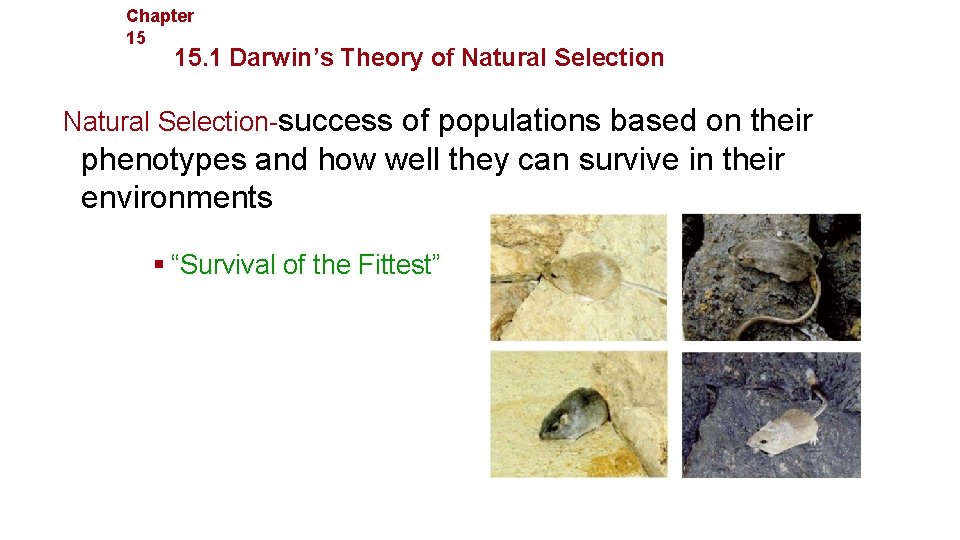 Chapter 15 Evolution 15. 1 Darwin’s Theory of Natural Selection-success of populations based on