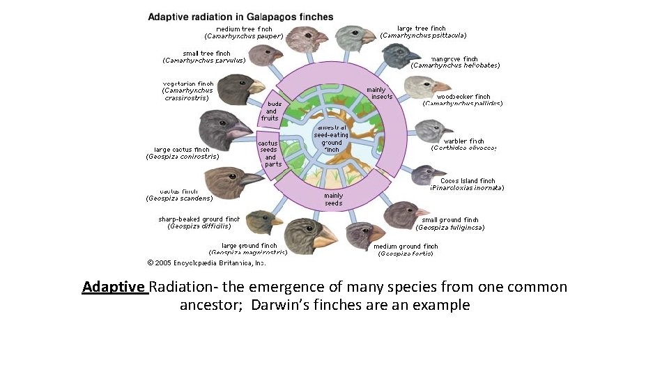 Adaptive Radiation- the emergence of many species from one common ancestor; Darwin’s finches are