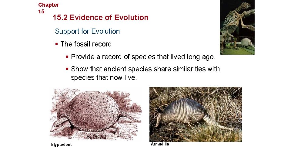 Chapter 15 Evolution 15. 2 Evidence of Evolution Support for Evolution § The fossil