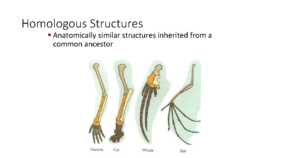 Homologous Structures § Anatomically similar structures inherited from a common ancestor 