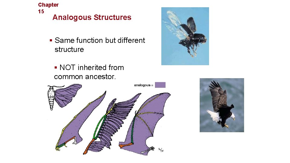 Chapter 15 Evolution Analogous Structures § Same function but different structure § NOT inherited