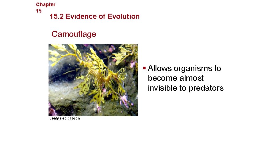 Chapter 15 Evolution 15. 2 Evidence of Evolution Camouflage § Allows organisms to become