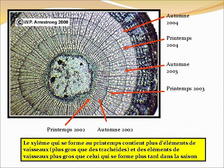 Automne 2004 Printemps 2004 Automne 2003 Printemps 2002 Automne 2002 Le xylème qui se