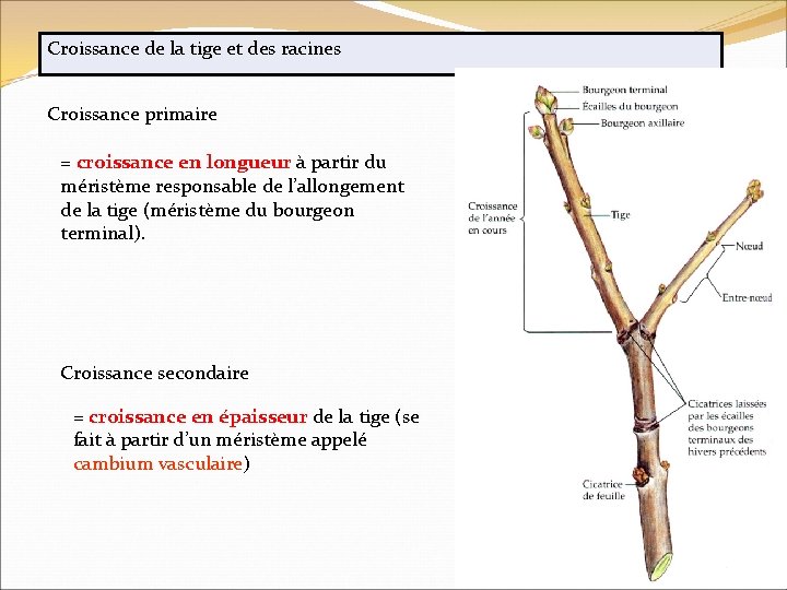 Croissance de la tige et des racines Croissance primaire = croissance en longueur à