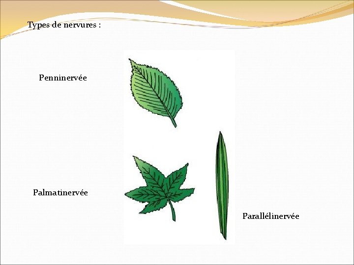 Types de nervures : Penninervée Palmatinervée Parallélinervée 