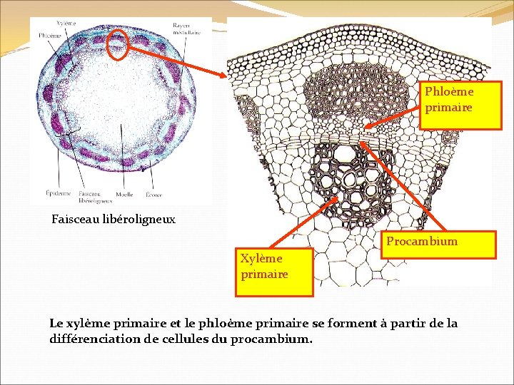 Phloème primaire Faisceau libéroligneux Procambium Xylème primaire Le xylème primaire et le phloème primaire