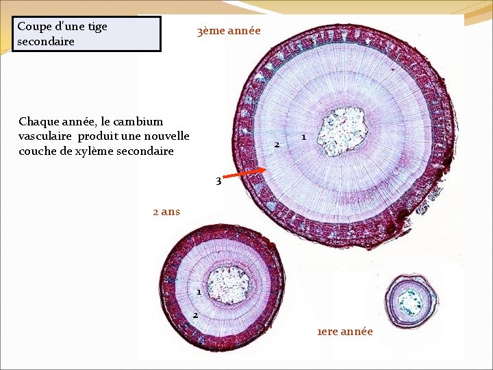 Coupe d'une tige secondaire 3ème année Chaque année, le cambium vasculaire produit une nouvelle