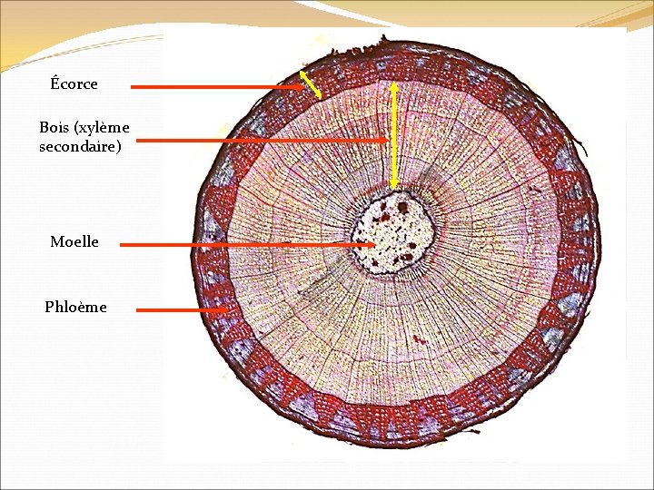 Écorce Bois (xylème secondaire) Moelle Phloème 