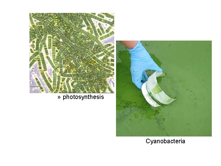 » photosynthesis Cyanobacteria 