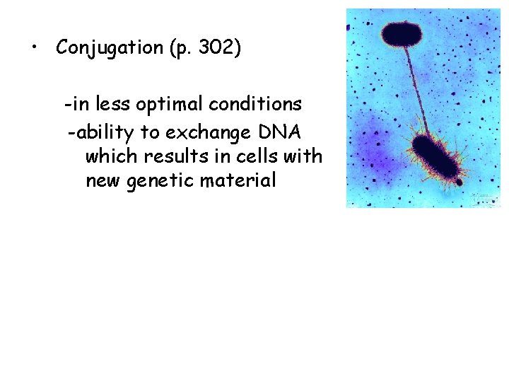  • Conjugation (p. 302) -in less optimal conditions -ability to exchange DNA which