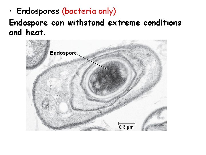  • Endospores (bacteria only) Endospore can withstand extreme conditions and heat. 