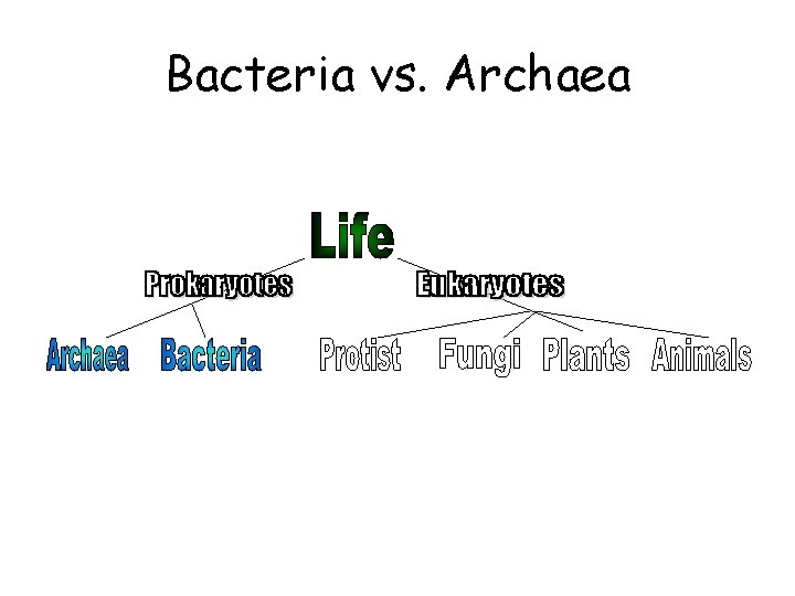 Bacteria vs. Archaea 