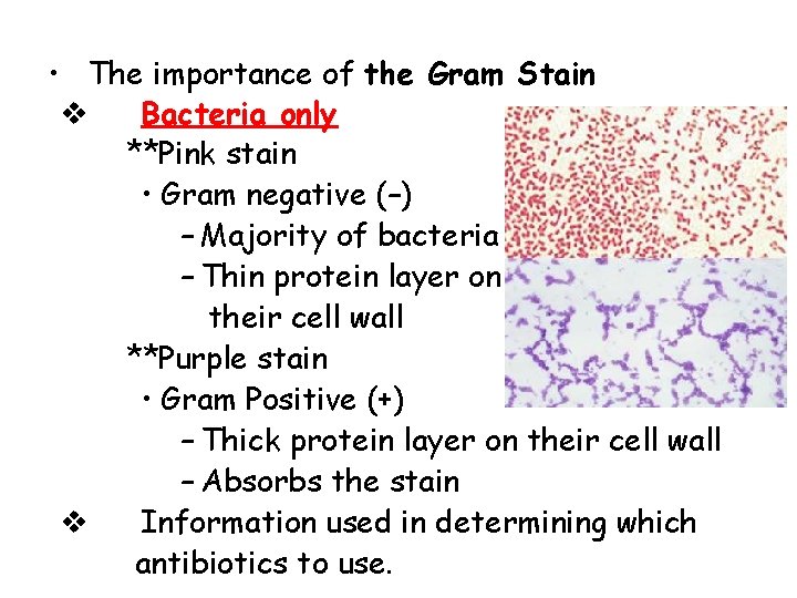  • The importance of the Gram Stain v Bacteria only **Pink stain •