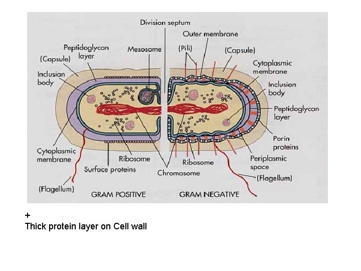 + Thick protein layer on Cell wall 