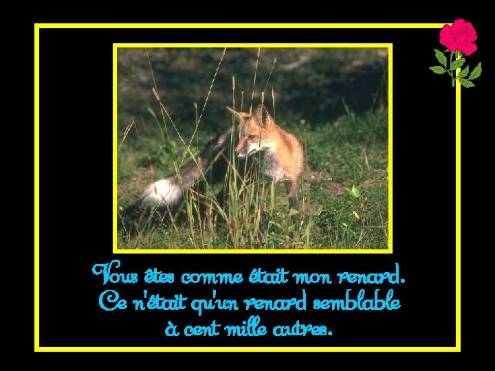 Vous êtes comme était mon renard. Ce n'était qu'un renard semblable à cent mille