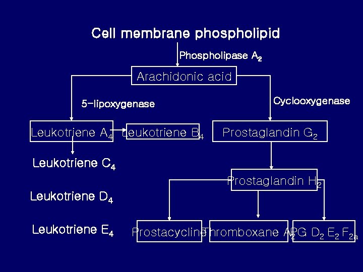 Cell membrane phospholipid Phospholipase A 2 Arachidonic acid 5 -lipoxygenase Leukotriene A 4 Leukotriene