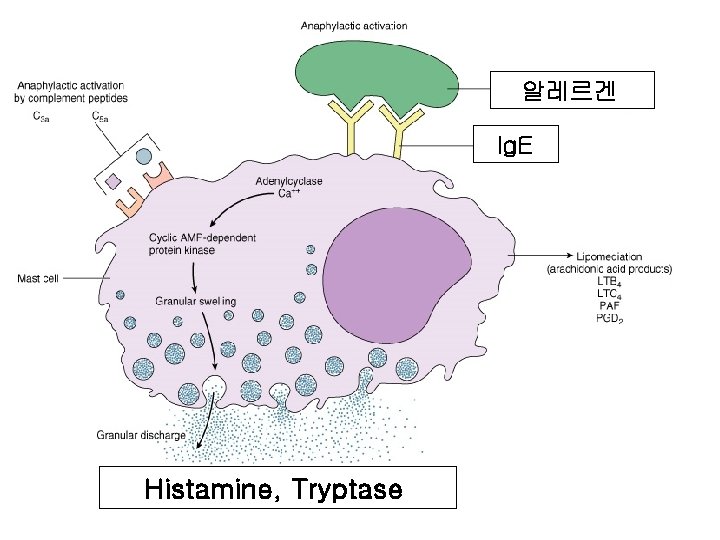 알레르겐 Ig. E Histamine, Tryptase 