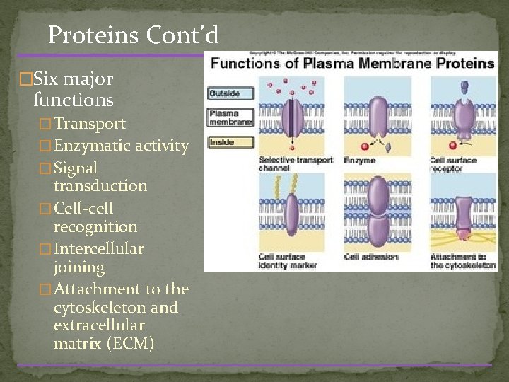 Proteins Cont’d �Six major functions � Transport � Enzymatic activity � Signal transduction �
