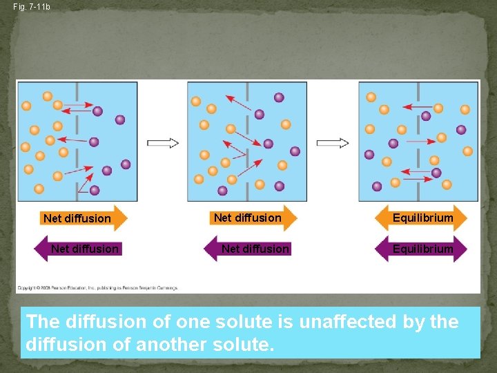 Fig. 7 -11 b Net diffusion Equilibrium (b) Diffusion of two solutes The diffusion