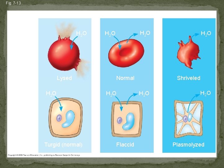 Fig. 7 -13 Hypotonic solution H 2 O Isotonic solution Hypertonic solution H 2