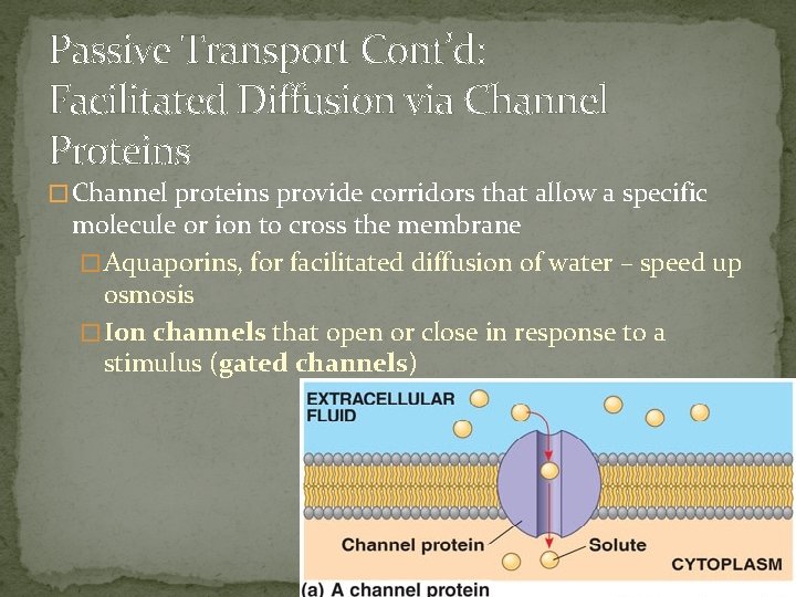 Passive Transport Cont’d: Facilitated Diffusion via Channel Proteins � Channel proteins provide corridors that