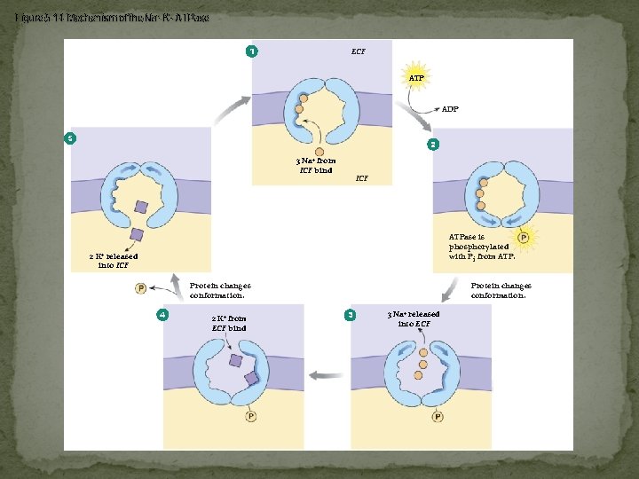 Figure 5 -14 Mechanism of the Na+-K+-ATPase 1 ECF ATP ADP 5 2 3